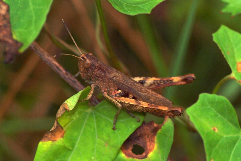 Acrididae da id.